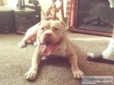 Bully puppies for sale