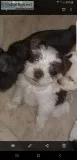 Toy Schnauzer babies