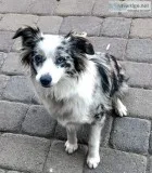Blue Merle Mini Australian Shepherd