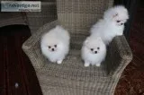 3 adorable CKC pomeranian puppies