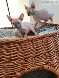Adorable 13 weeks Male and Female Sphynx kittens Ready