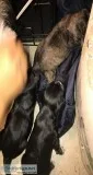 Teacup puppies