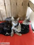 8 week old kittens ready for adoption.