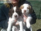 2 Female Brittany s