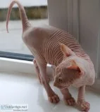 Sphynx Kitten  stunning white elf female