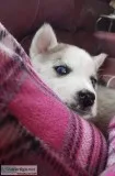 AKC Beautiful siberian Husky Puppy