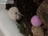 Baby HEDGEHOG