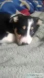 Australian Shepherd mix puppy