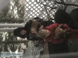 25 adorable puppies