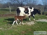 Daily Cattle for Sale