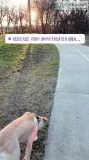 Lab to a good home