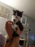 Maine Coon X Kittens