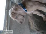 Beautiful Great Dane puppy