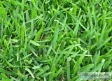 Lawn Care