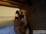 Snowshoe Persian