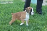 Action Boxer puppies for sale