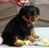 Sational Rottweiler puppies for sale