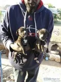 American Pit Corso puppies