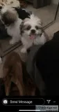 Shitzu puppy