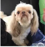 Shih Tzu Stolen from Madisonviile La