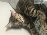 Beautiful playful kittens
