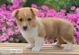 XcellentAkc pembroke welsh corgi puppies for sale