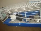 Black and White rabbit