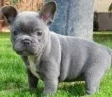 BtifulBlue french bulldog puppies for sale