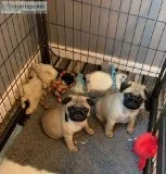 13 weeks Gorgeous Pug Puppies for loving homes
