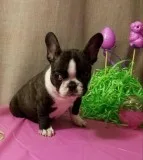 French Bulldog puppy