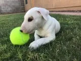 Bull terrier
