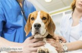 Irving TX Veterinary