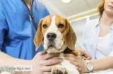 Irving TX Veterinary