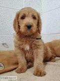 Labradoodle Puppies