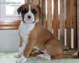 Namite Boxer puppies for sale