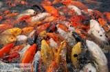 Fish Seeds supplier in Delhi