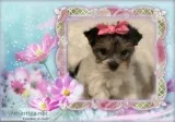 CKC Parti Female Yorkie