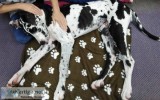 Dog Massage in Perth  61 8645 49318