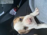 Puppies