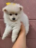 Adorable Pomerarian Puppies For Rehoming