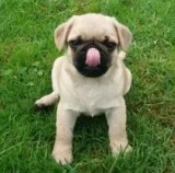 Beautiful Pug Puppies- Available