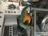 Catalina macaw