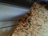 Bed Bug Extermination in Hamilton Kitchener Guelph and Waterloo
