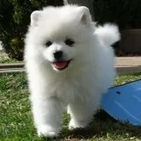 Lovely tea cup pomerenain puppies