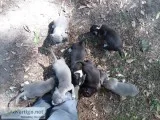 Pit Bulls