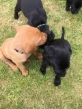 Sweet labrador Female Puppy