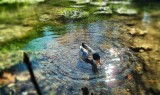 Clean Ponds 101