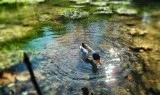 Clean Ponds 101