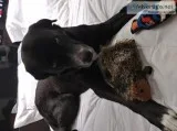 Great PyrnessLab mix