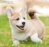 RavoAkc pembroke welsh corgi puppies for sale